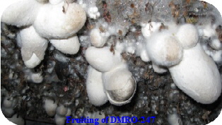 DMRO-247 Paddy Straw