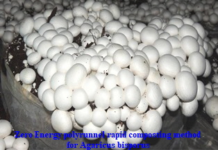 Zero Energy polyrunnel rapid composting method-Crop